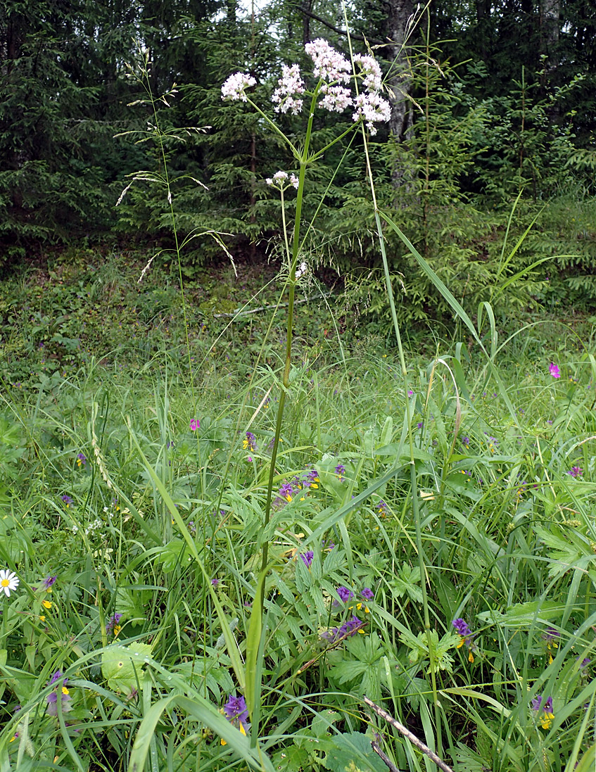 Изображение особи Valeriana officinalis.