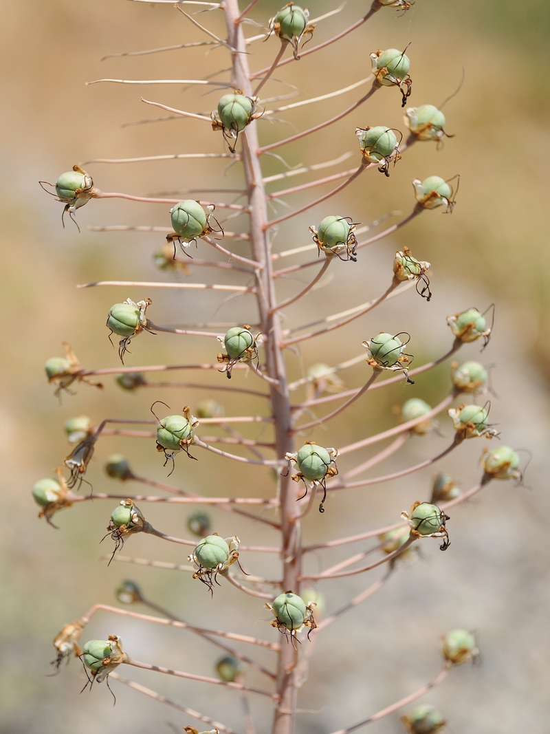 Image of Eremurus soogdianus specimen.