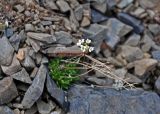 Draba fladnizensis. Цветущее растение. Алтай, Кош-Агачский р-н, долина р. Аккаллу-Озек, ≈ 2700 м н.у.м., каменистый склон. 17.06.2019.