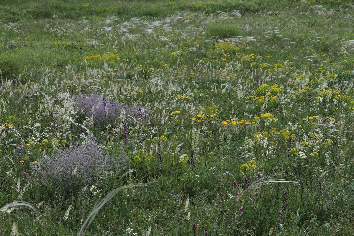 Изображение особи Nepeta parviflora.