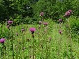 Cirsium heterophyllum