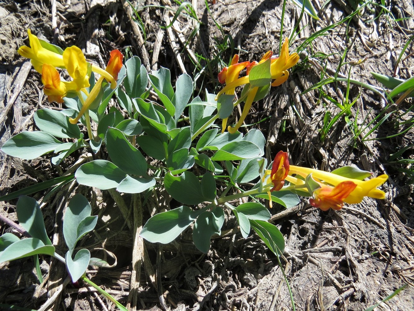 Изображение особи Corydalis sewerzowii.