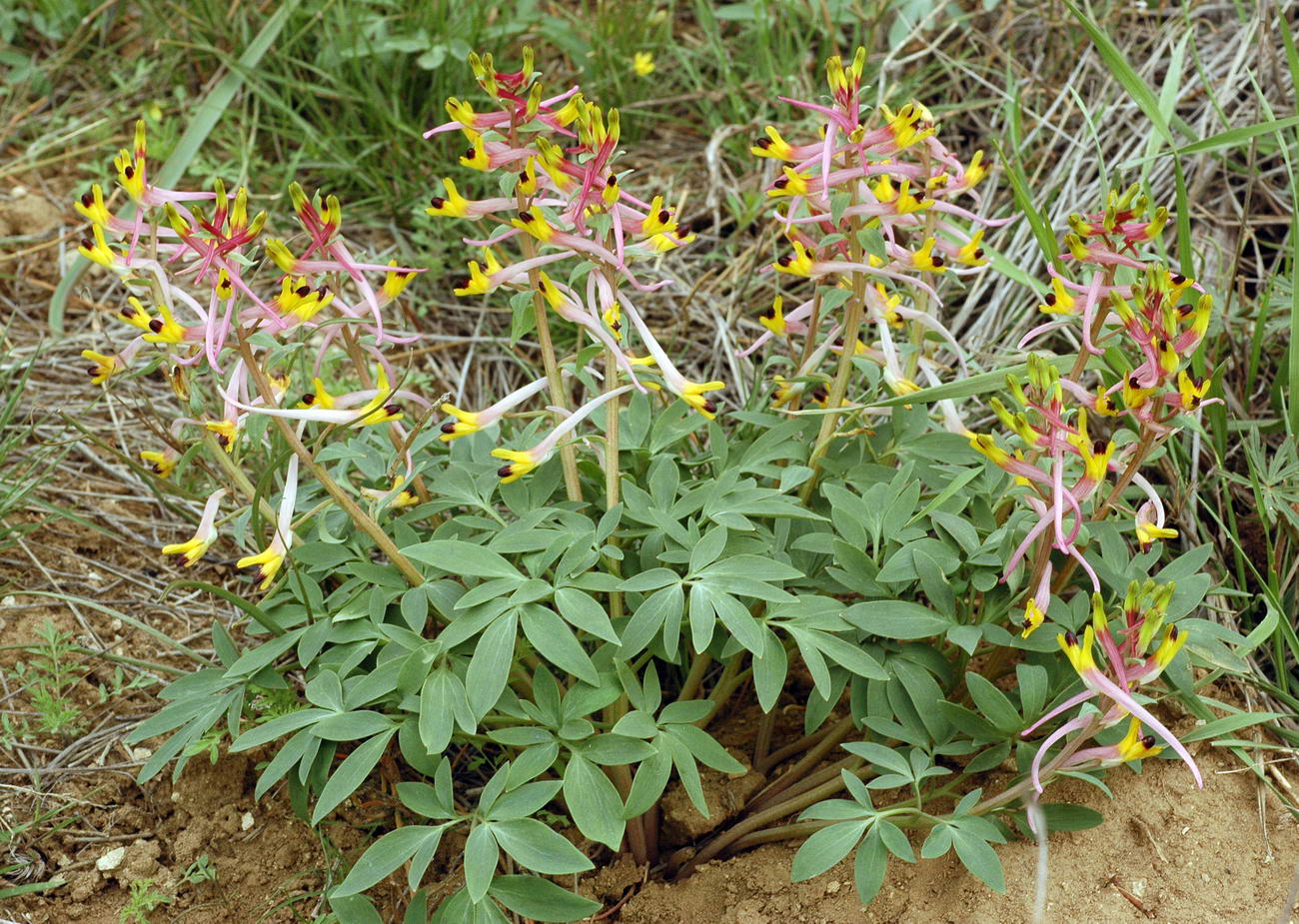 Image of Corydalis ainae specimen.