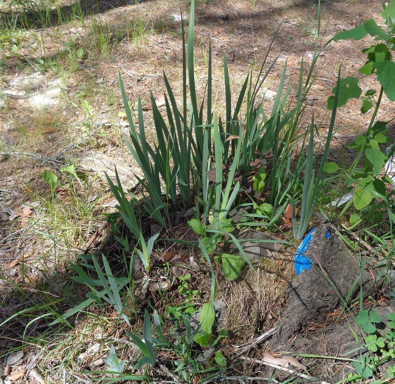 Image of Iris aphylla specimen.