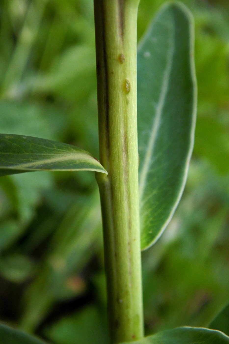 Image of Euphorbia iberica specimen.