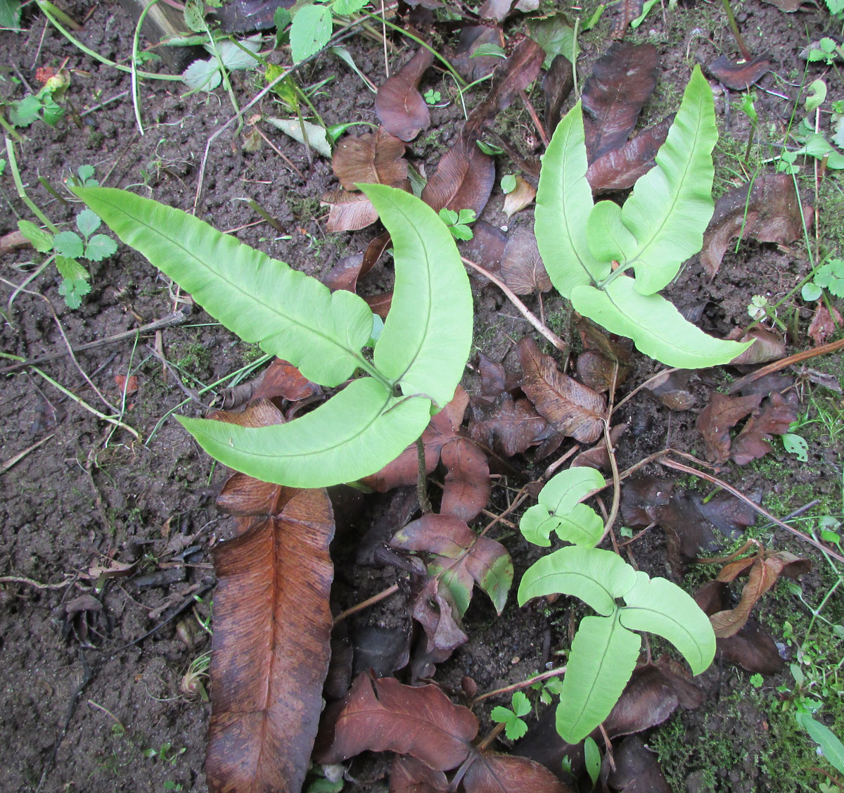 Image of Dryopteris sieboldii specimen.