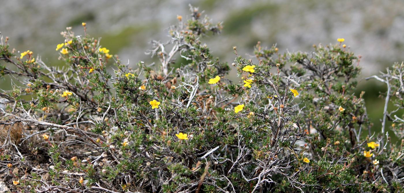 Image of Dasiphora parvifolia specimen.