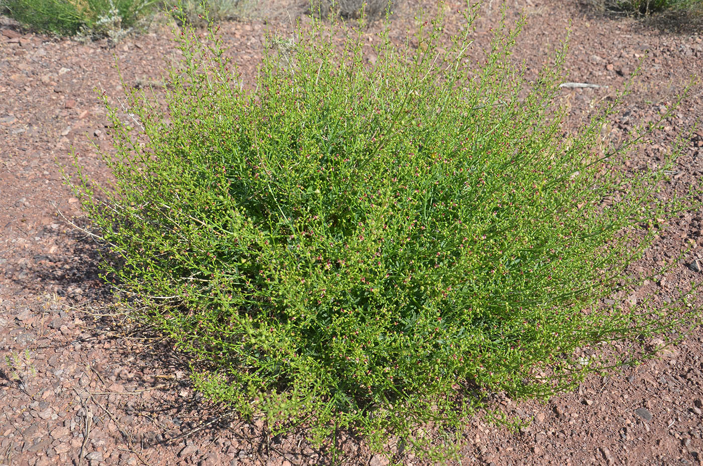 Image of Scrophularia incisa specimen.