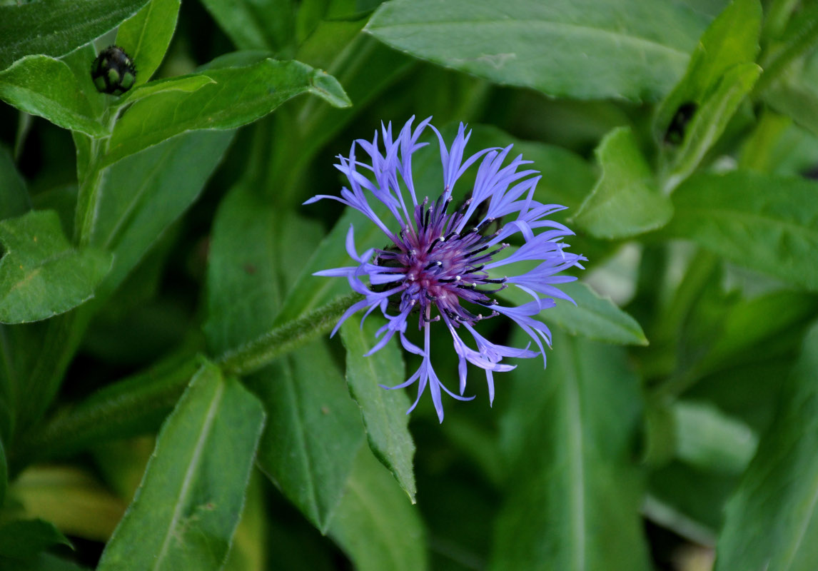 Image of Centaurea montana specimen.