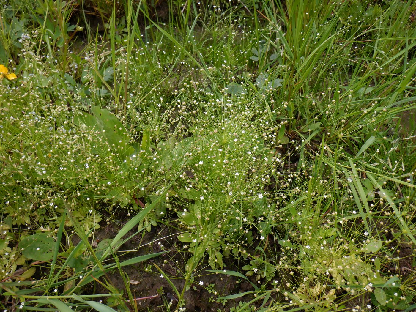 Image of Androsace filiformis specimen.