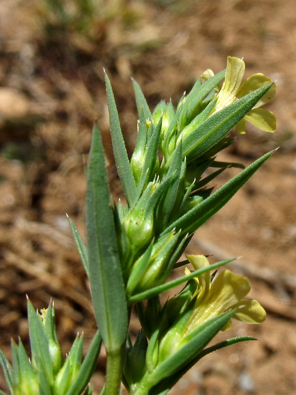 Image of Linum strictum ssp. spicatum specimen.