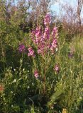 род Verbascum