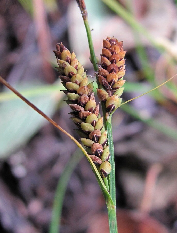 Изображение особи Carex nigra.