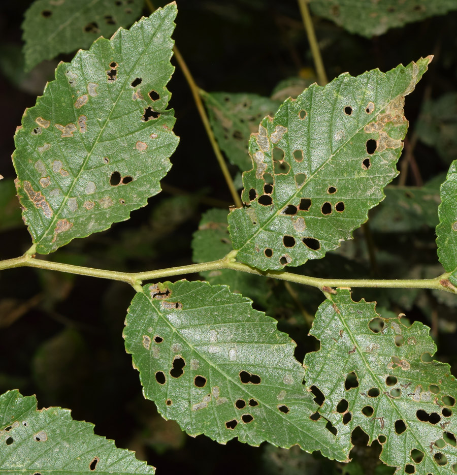 Image of Ulmus parvifolia specimen.