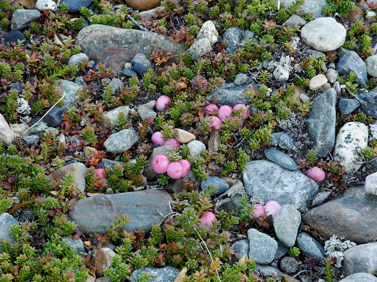 Изображение особи Gaultheria antarctica.