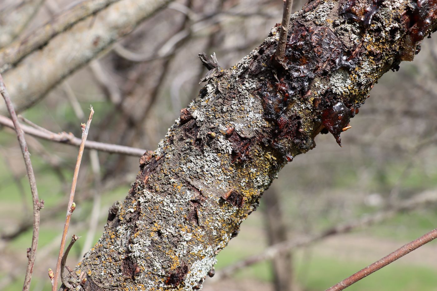 Изображение особи Cerasus vulgaris.