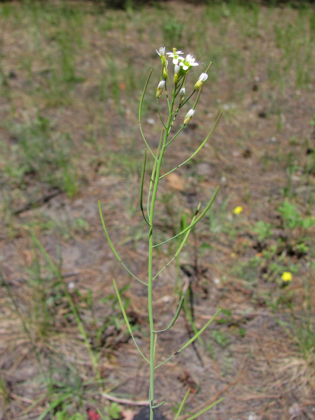 Image of Arabidopsis thaliana specimen.