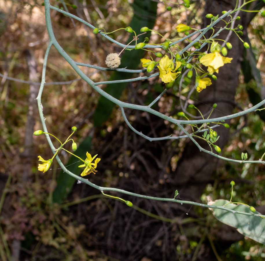 Image of Parkinsonia florida specimen.