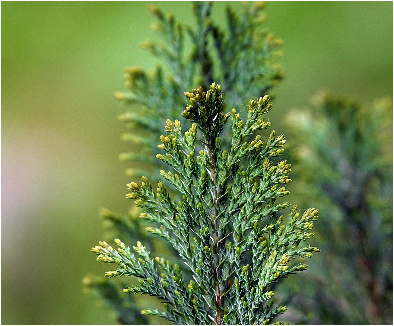 Image of Chamaecyparis lawsoniana specimen.