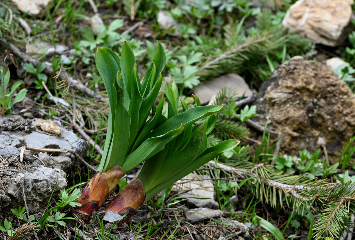 Image of Allium aflatunense specimen.