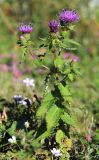 Cirsium vlassovianum. Цветущее растение. Приморский край, Ольгинский р-н, окр. пос. Тимофеевка, мыс Четырёх Скал, олуговелый каменистый приморский склон. 02.09.2022.