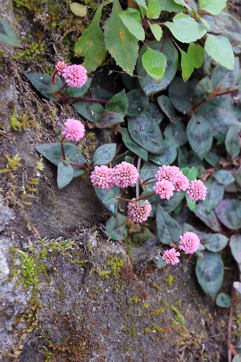 Image of Persicaria capitata specimen.