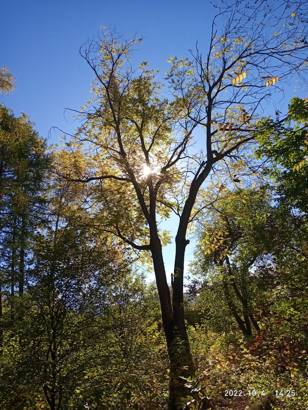 Изображение особи Juglans mandshurica.