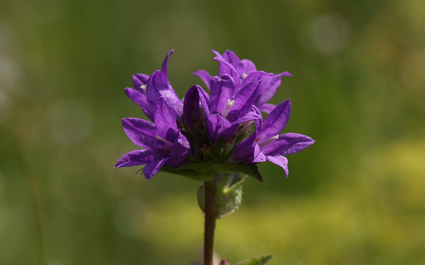 Image of Campanula glomerata specimen.