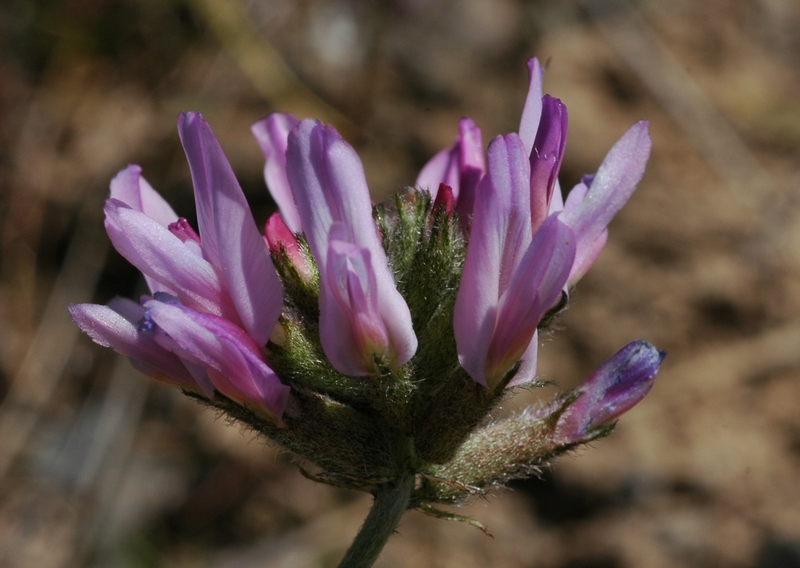 Изображение особи род Astragalus.