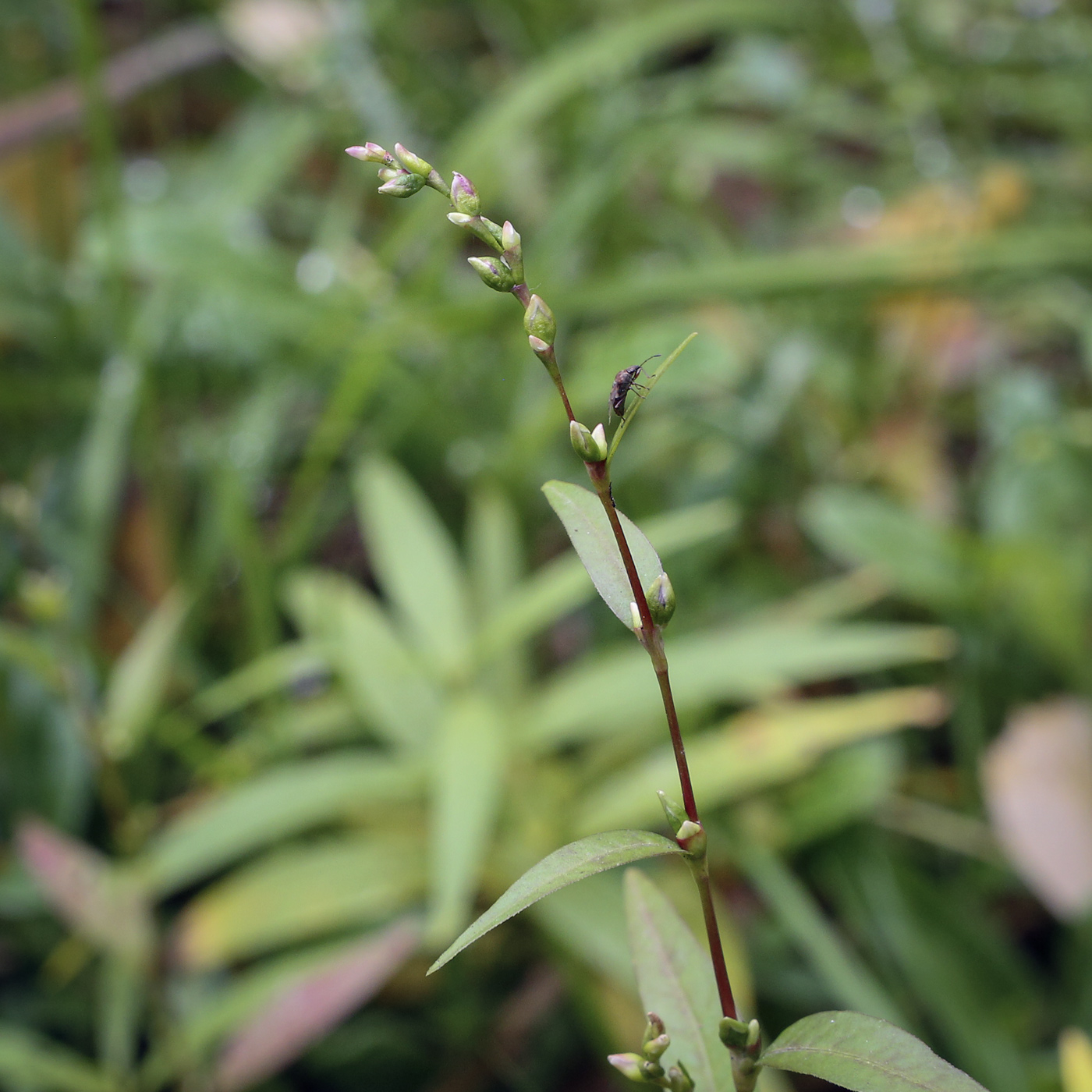 Image of Persicaria hydropiper specimen.