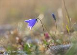 Campanula rotundifolia. Верхушка цветущего растения. Кольский п-ов, Кандалакшский берег Белого моря, каменистая коса. 19.07.2021.