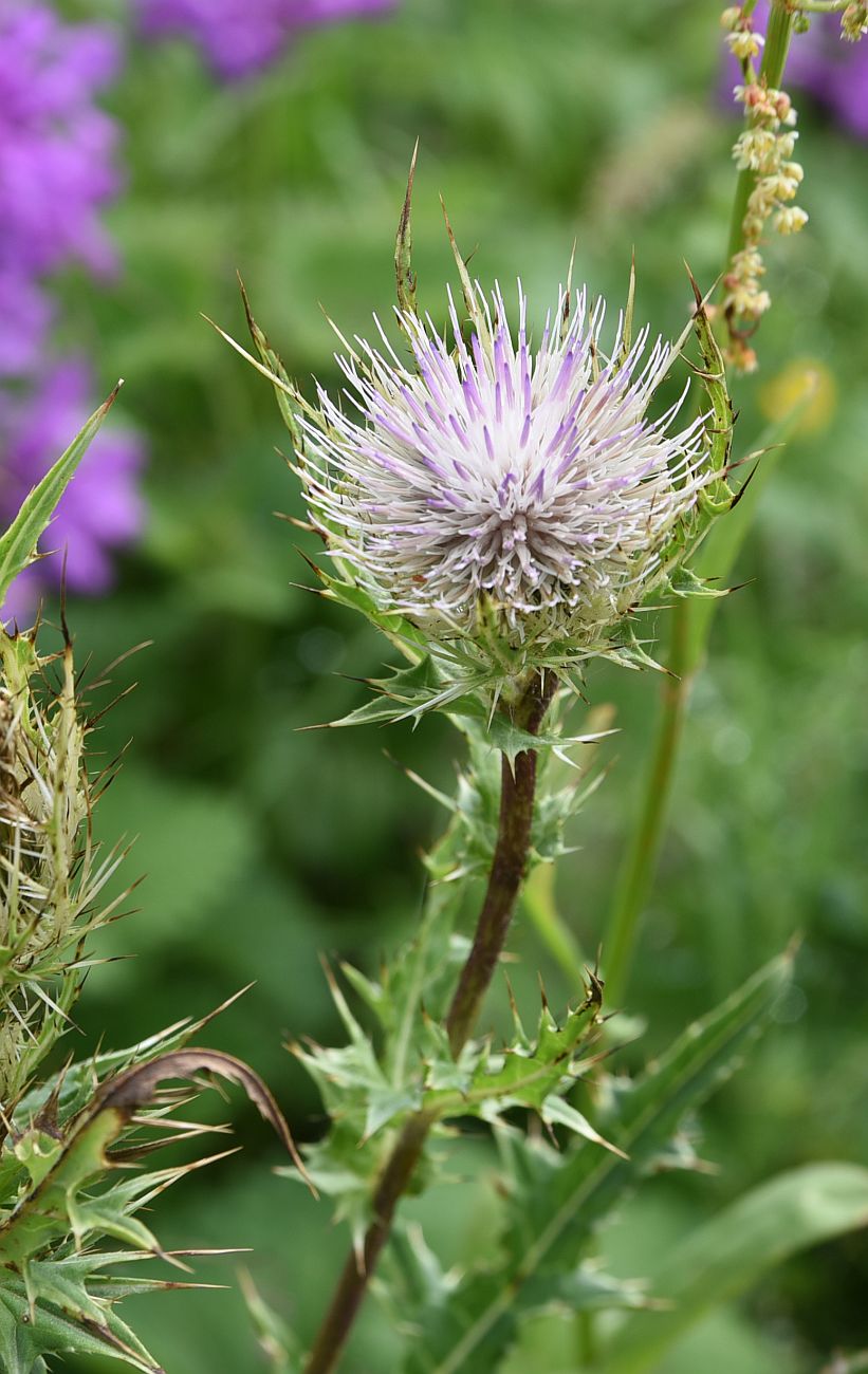 Image of Cirsium obvallatum specimen.