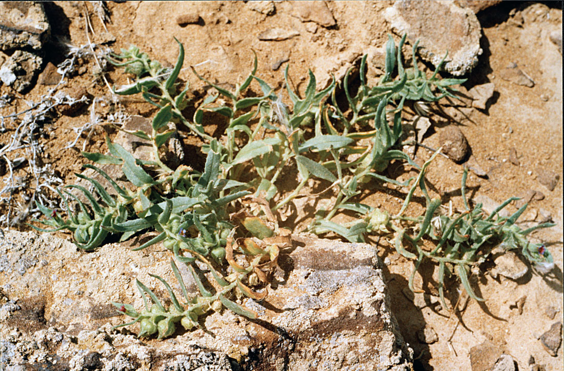 Image of Nonea caspica specimen.