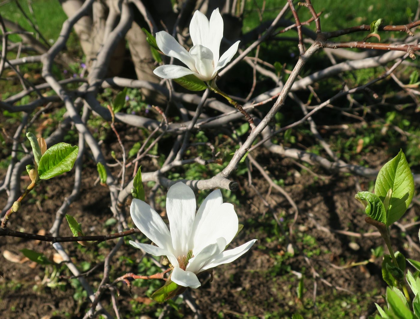 Image of Magnolia kobus specimen.