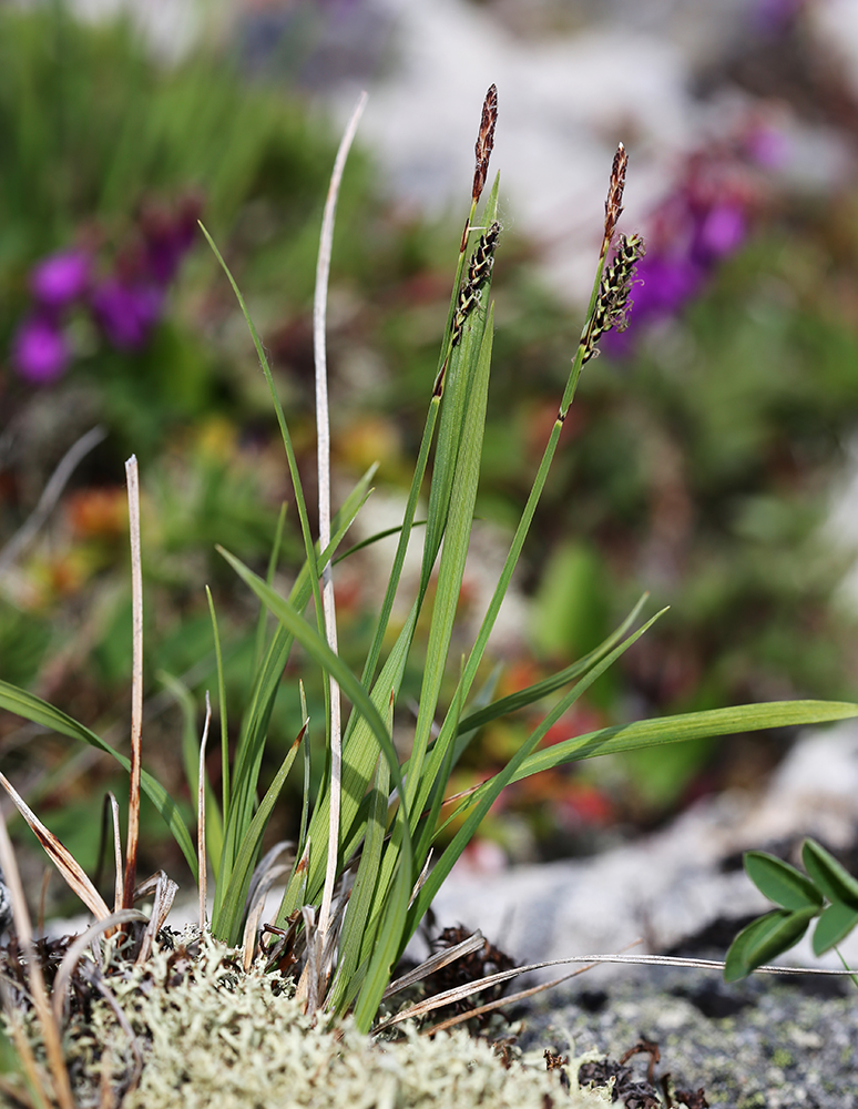 Изображение особи Carex rigidioides.