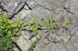 Rubia cordifolia. Верхушка побега вегетирующего растения. Приморский край, Шкотовский р-н, пос. Подъяпольск, скалистая оконечность мыса. 07.07.2023.