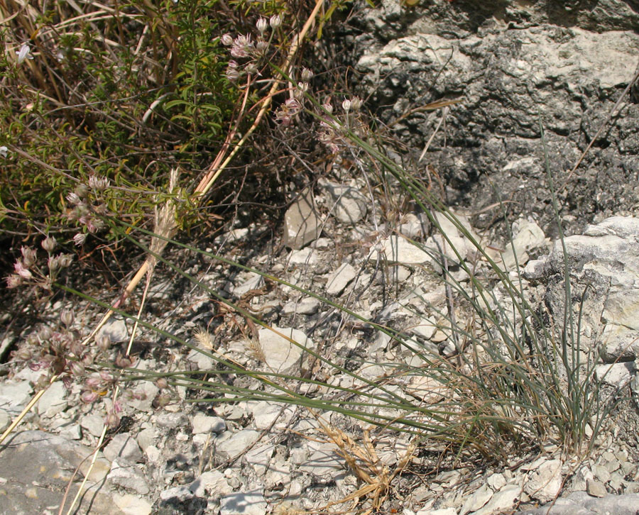 Image of Allium mirzajevii specimen.