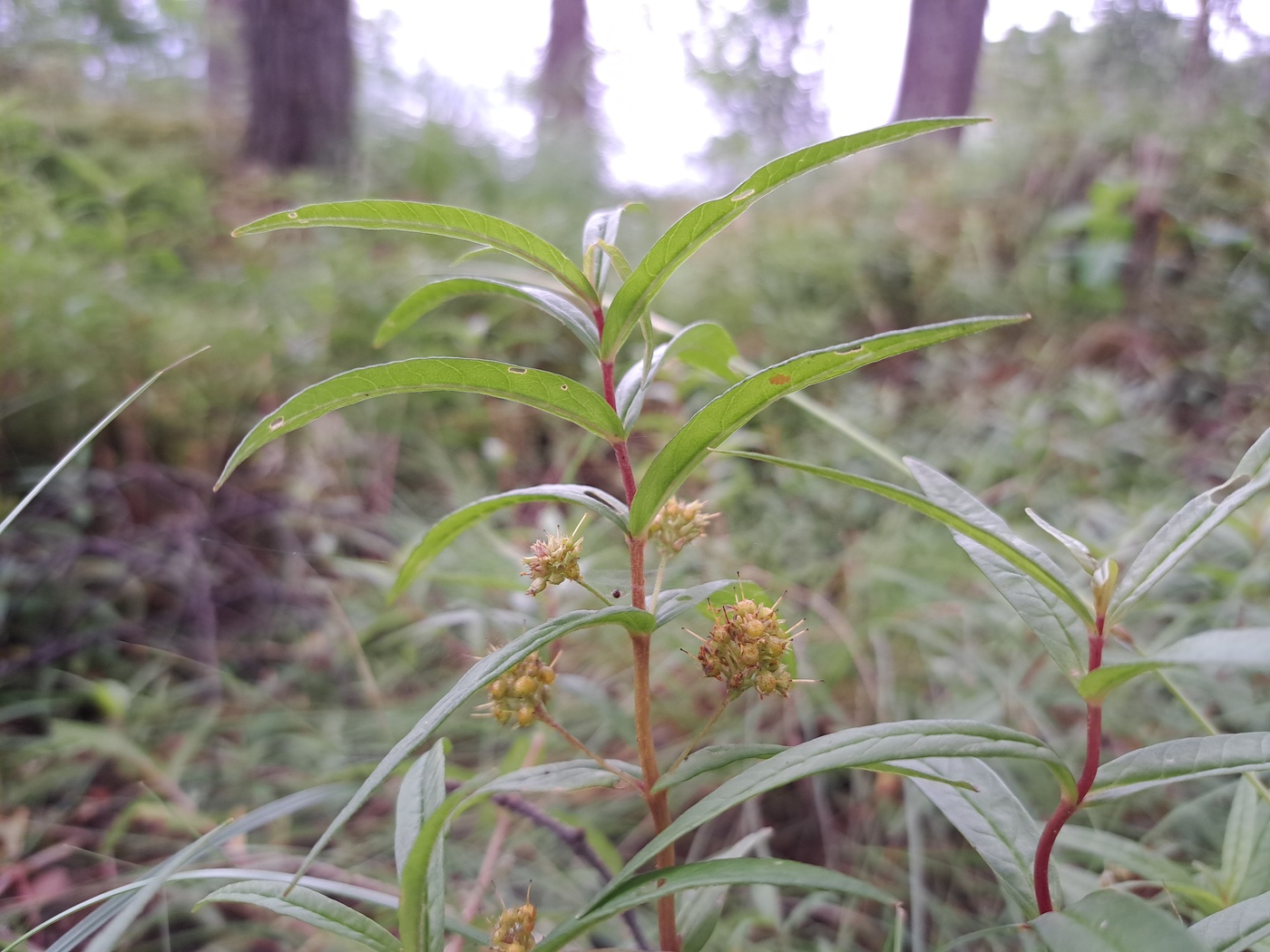 Изображение особи Naumburgia thyrsiflora.