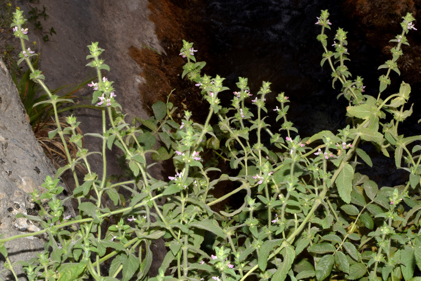 Изображение особи Stachys setifera.