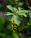 Berberis vulgaris. Верхушка побега с соцветием. Дагестан, Гунибский р-н, с. Гуниб, Гунибская крепость, ≈ 1500 м н.у.м., каменистый склон. 03.05.2022.