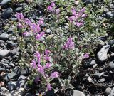 Scutellaria grandiflora. Цветущее растение. Алтай, щебнистая терраса в верхнем течении р. Катунь. 25.08.2009.