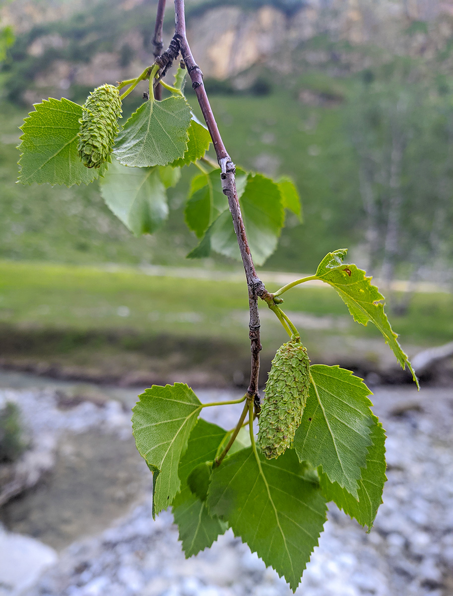 Изображение особи Betula litwinowii.