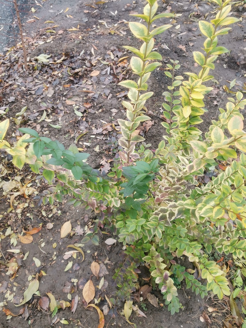 Image of Ligustrum ovalifolium specimen.