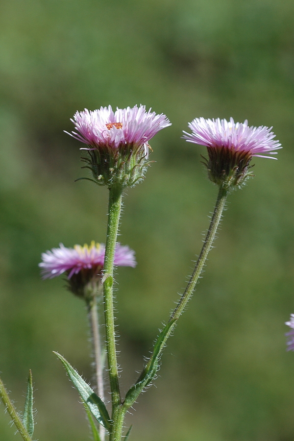 Image of Erigeron pseudoseravschanicus specimen.