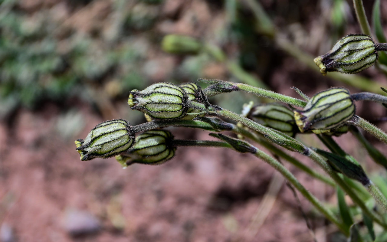 Image of Gastrolychnis gonosperma specimen.