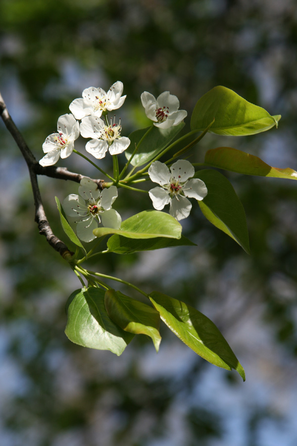 Image of Pyrus calleryana specimen.