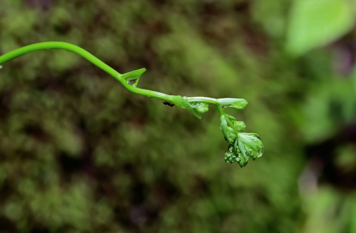 Image of Physospermum cornubiense specimen.