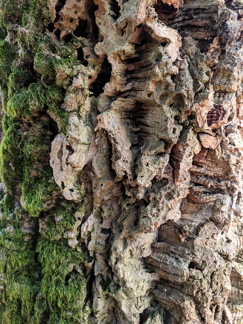 Image of Quercus suber specimen.