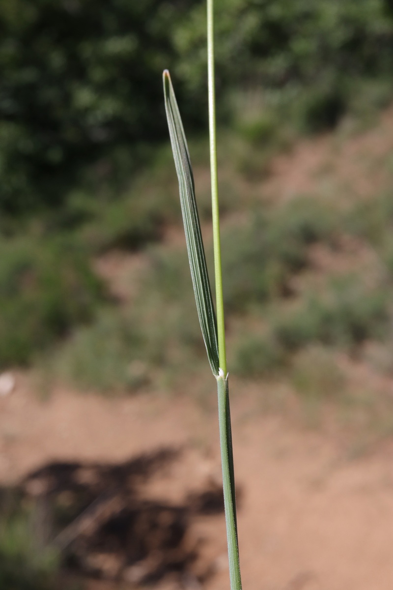 Image of Koeleria macrantha specimen.