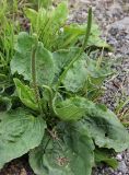 Plantago major